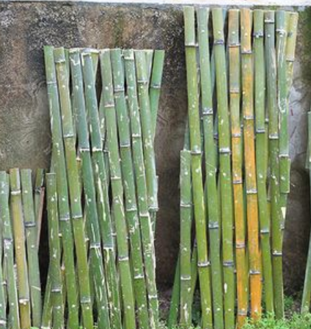 篱笆竹