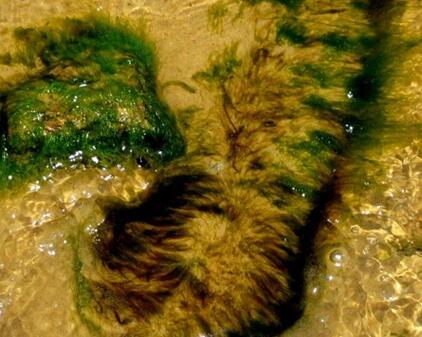 海藻石