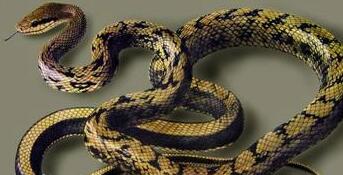 黄颔蛇