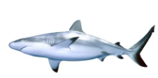 鲛鲨白