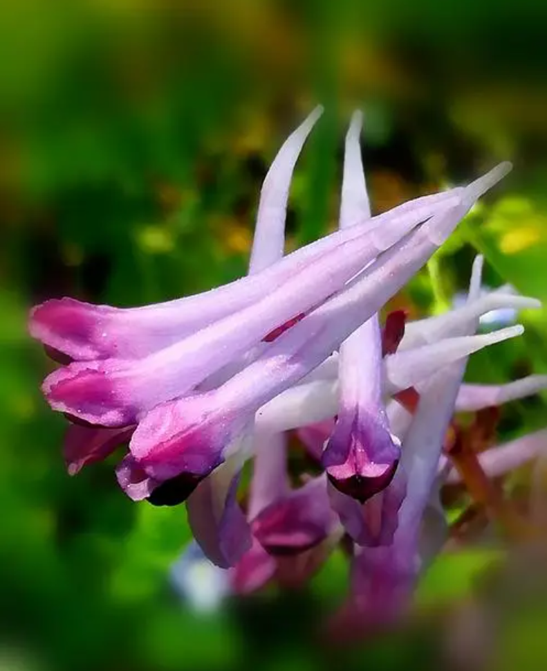 紫堇