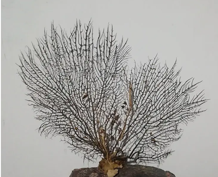 海铁树