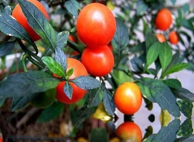 水茄冬果