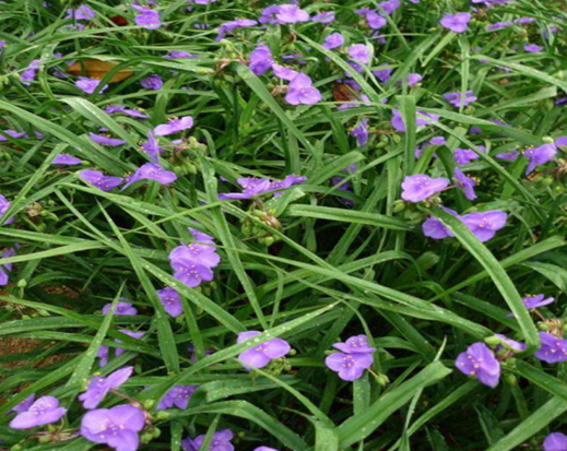 紫燕草