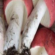 密褶红菇