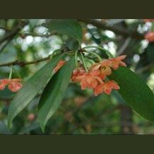 红茴香叶