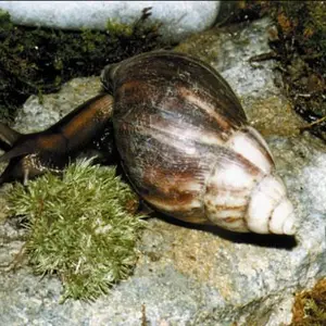 褐云玛瑙螺