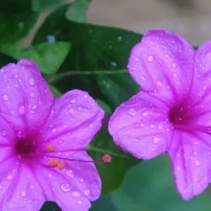 紫茉莉叶