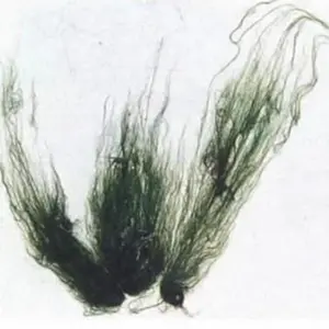 软丝藻
