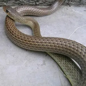 黄梢蛇