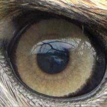 鹰眼睛