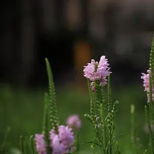 紫花芥子