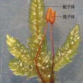密叶绢藓