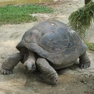 盘石龟