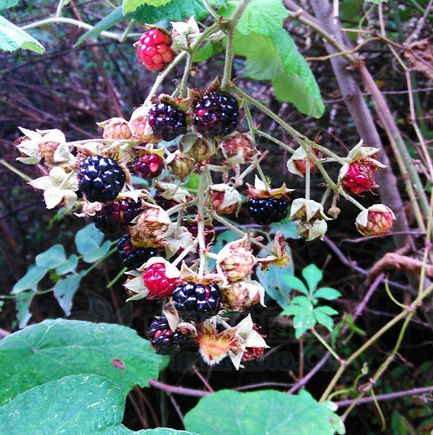 川莓